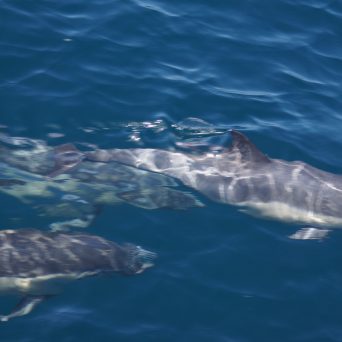 a fish swimming under water