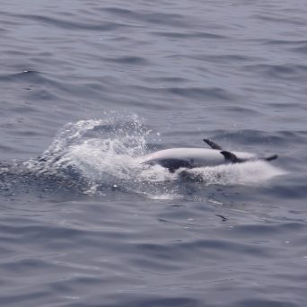 Dolphin