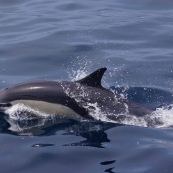 Dolphin