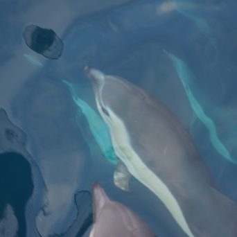 Dolphins