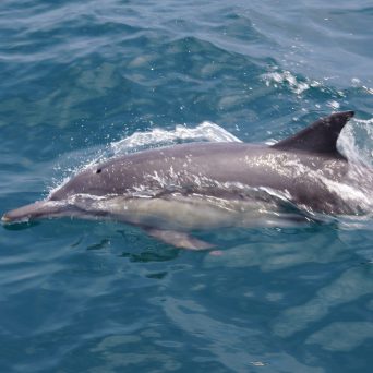 a dolphin swimming in a body of water