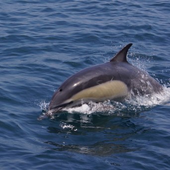 a dolphin swimming in a body of water