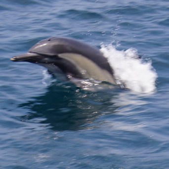 a dolphin swimming in a body of water