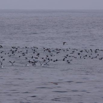a flock of seagulls standing next to a body of water