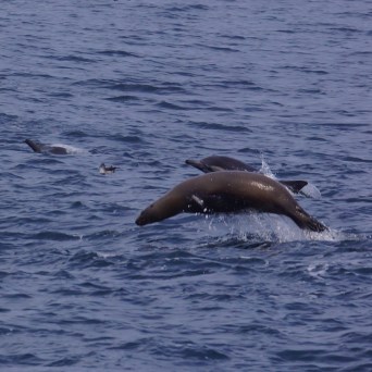 an animal swimming in the water