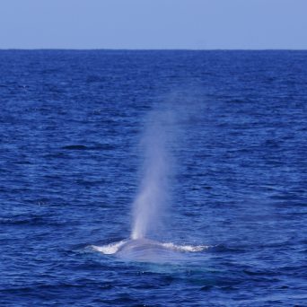 Blue Whale