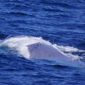 Blue Whale