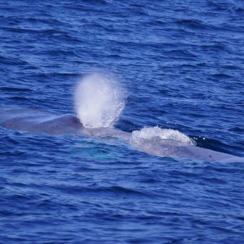 Blue Whale
