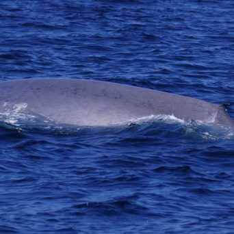 Blue Whale