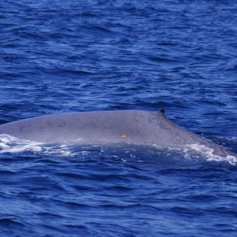 Blue Whale