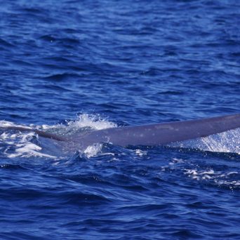 Blue Whale