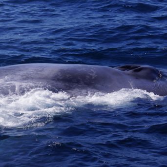 Blue Whale