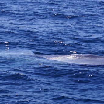 Blue Whale