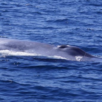Blue Whale