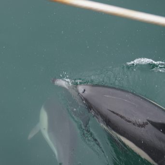 an animal swimming in the water