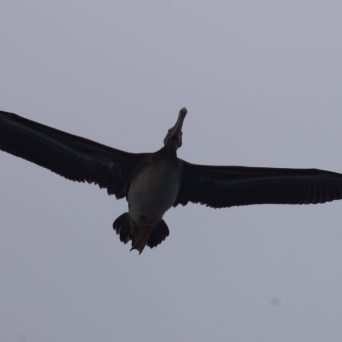 a bird flying in the sky