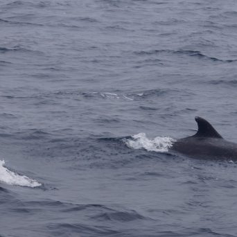 a whale jumping out of the water