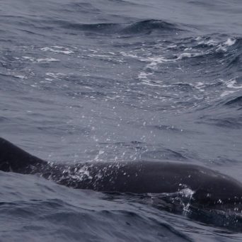 a whale jumping out of the water