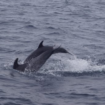 a whale jumping out of the water
