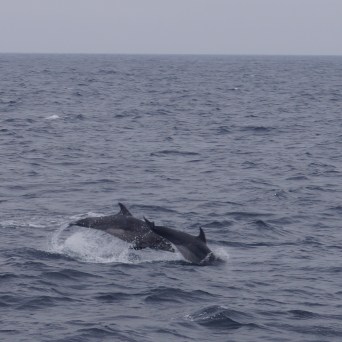 a whale jumping out of the water