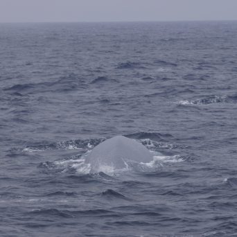 a whale jumping out of the water