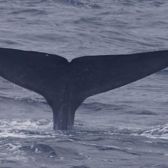 a whale jumping out of the water