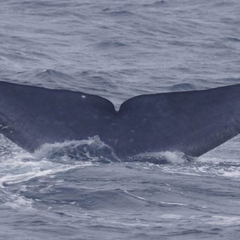 a whale jumping out of the water