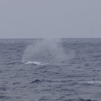 a whale jumping out of the ocean