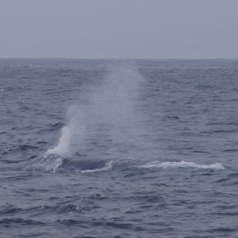 a whale jumping out of the water