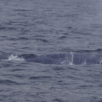 a whale jumping out of the water