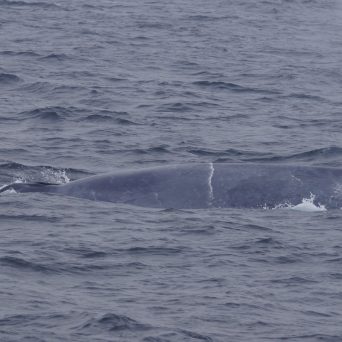 a whale jumping out of the water