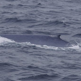a whale jumping out of the ocean