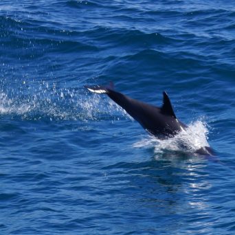 Dolphin