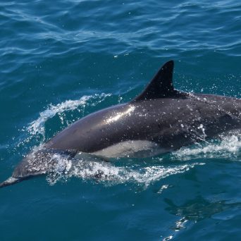 Dolphin