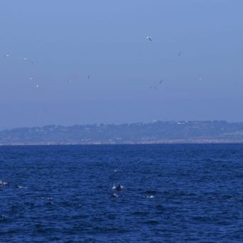 Dolphins San Diego