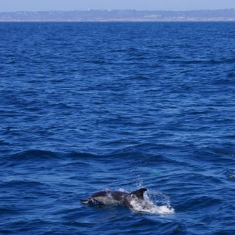 Dolphin San Diego