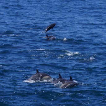 Dolphins