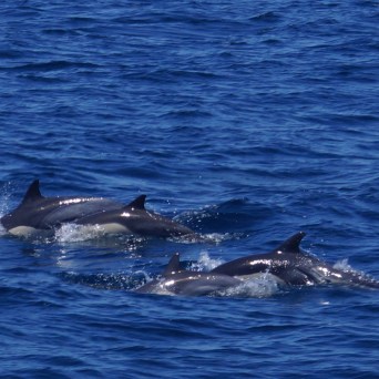 a dolphin swimming in a body of water