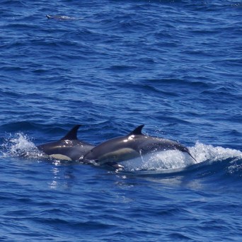 a whale swimming in a body of water