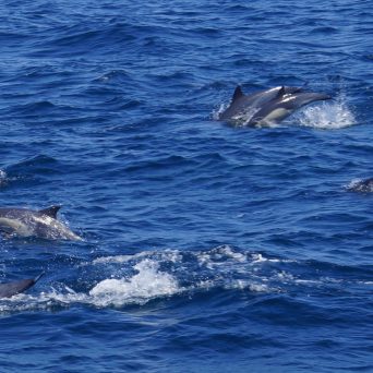 a dolphin jumping out of the water