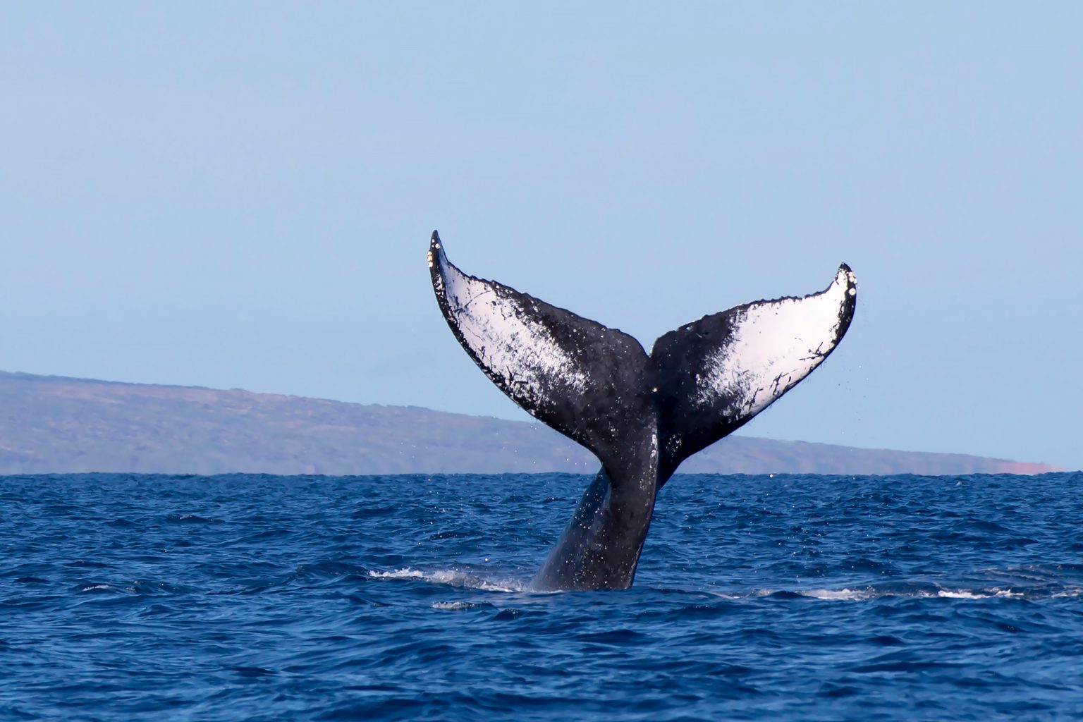 a whale jumping out of the water