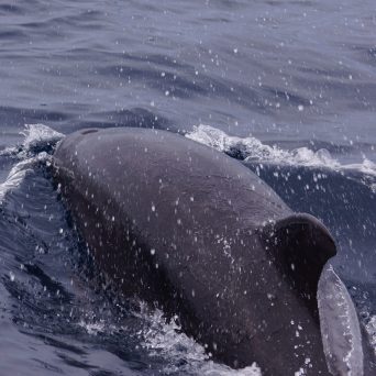 Offshore Bottlenose