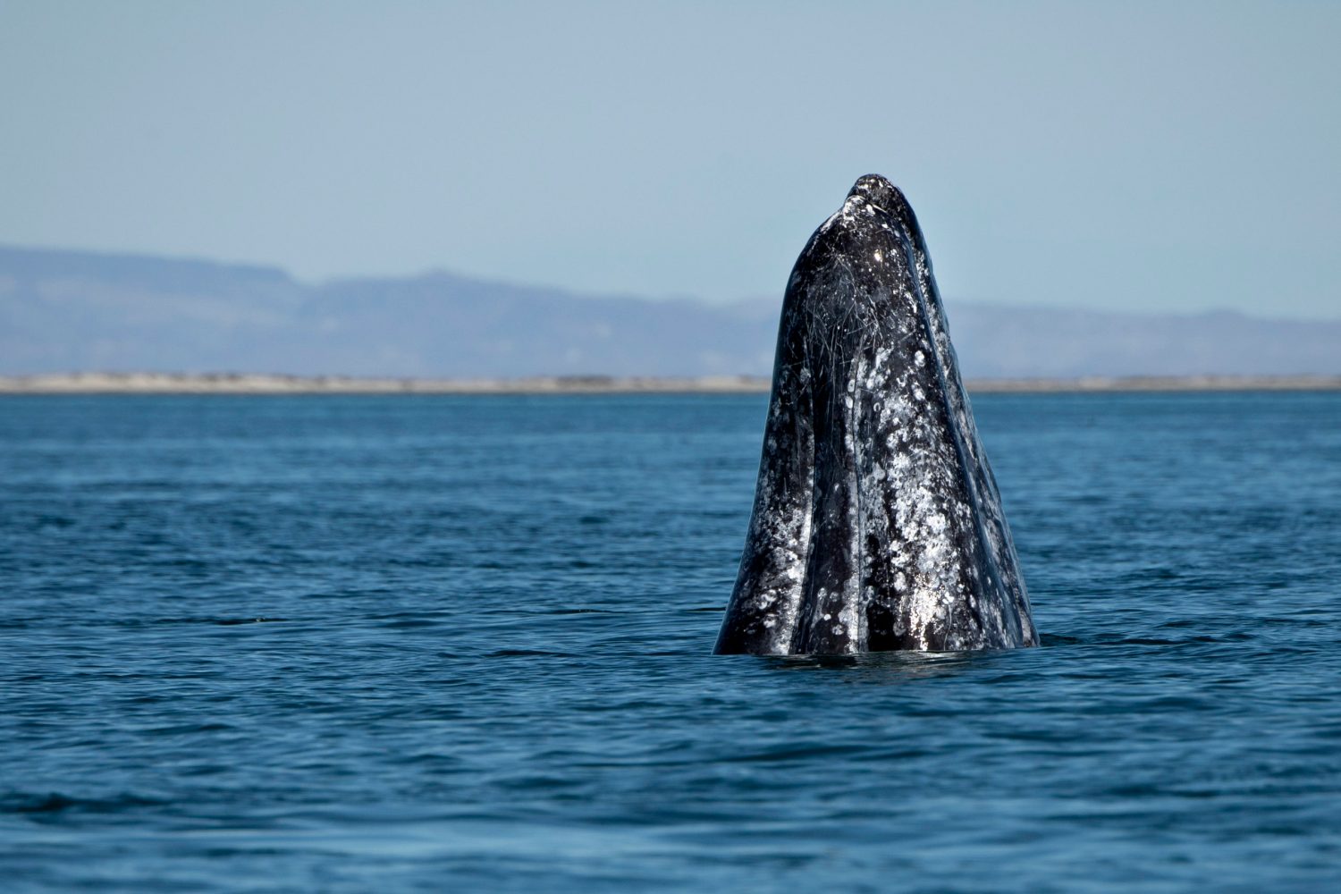 a whale jumping out of the water