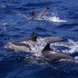 a dolphin jumping out of the water