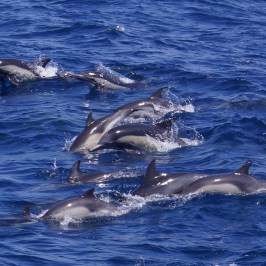 a dolphin swimming in blue water