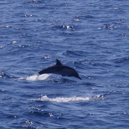 a small animal in a body of water