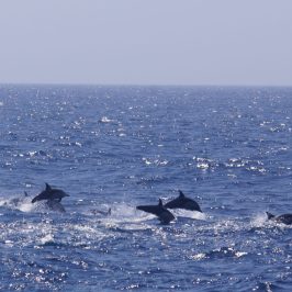 dolphins