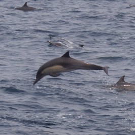 a dolphin swimming in a body of water