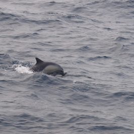 a dolphin swimming in a body of water