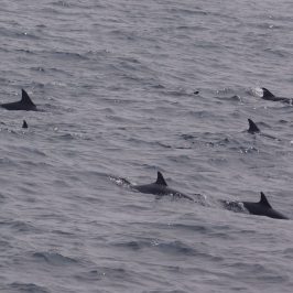 a dolphin swimming in a body of water